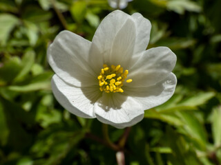Obraz na płótnie Canvas Macro of white spring flower Wood anemone (Anemone nemorosa) flowering in bright sunlight with blurred green background