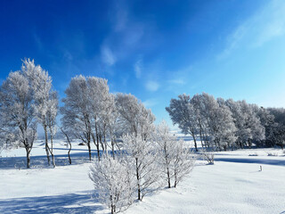 Frost covered trees and snow field