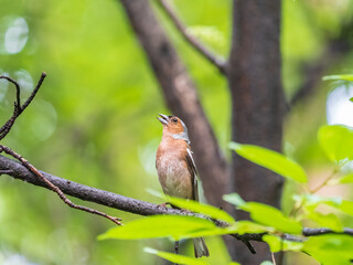 Common chaffinch, Fringilla coelebs, sits on a branch in spring on green background. Common chaffinch in wildlife.