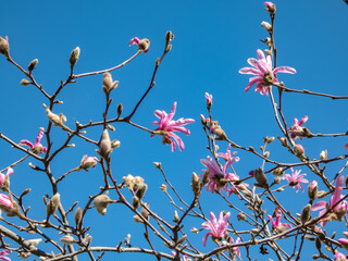 Pink star-shaped flowers of blooming Star magnolia - Magnolia stellata cultivar 'Rosea' in bright sunlight with bright blue sky in background in spring