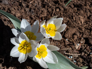 Close-up shot of open white flowers of the polychrome tulips (Tulipa polychroma) with yellow centers growing in the garden surrounded with brown soil in sunlight