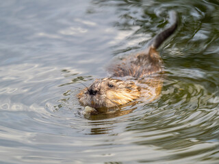 Muskrat, Ondatra zibethicuseats swiming at the surface of the lake water.