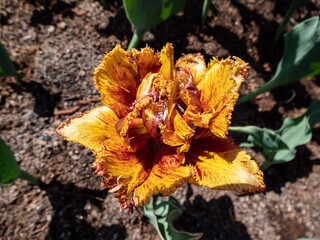 Close-up shot of the Tulip Bastia that bears fully double, cup-shaped golden yellow flowers flushed with mahogany red and adorned with a delicate, crystal-like fringe