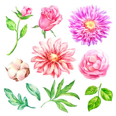 Set of watercolor flowers, leaves, cotton, aster, peony