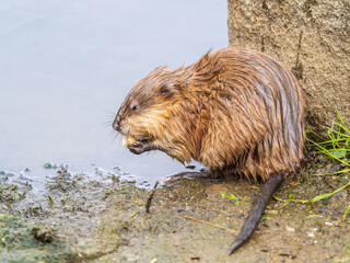 Wild animal Muskrat, Ondatra zibethicuseats, eats on the river bank