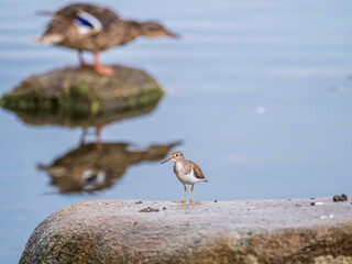 Common sandpiper, Actitis hypoleucos, resting lake shore under raindrops.