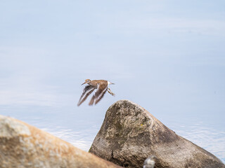 Common sandpiper, Actitis hypoleucos,in flight