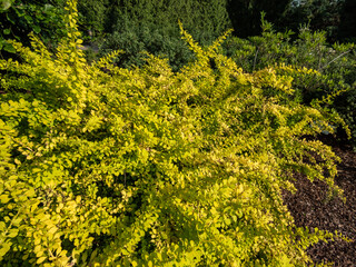 Small, dense low growing shrub (Berberis thunbergii) 'Golden Carpet' with small golden yellow leaves in summer
