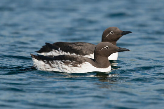 Common murres or common guillemots - Uria aalge - swimming in blue water of Barents Sea.. Photo from Hornoya Island in Norway.