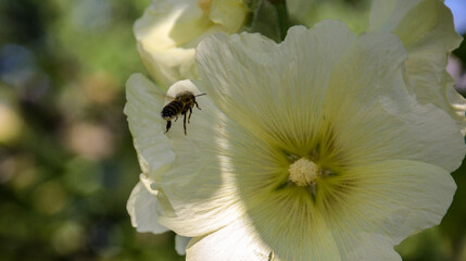 bee on a flower