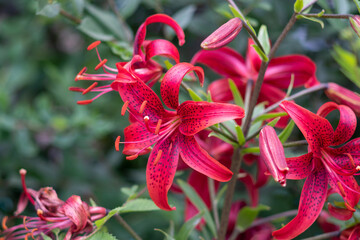 Beautiful red-crimson tiger lilies close-up