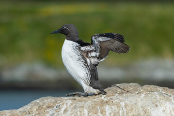 Common murre or common guillemot - Uria aalge on cliff with spread wings on rock on dar green background. Photo from Hornoya Island in Norway.