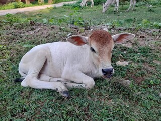 Fototapeta premium calf in a field