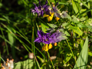 Close-up of the Wood Cow-wheat (Melampyrum nemorosum) flowering with flowers in yellow and red contrasting the purple top leaves in a meadow in summer