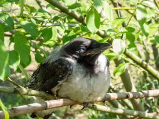 Close-up shot of the juvenile hooded crow (Corvus cornix) with dark plumage with blue and grey eyes sitting on a branch in a tree among green leaves with backlight