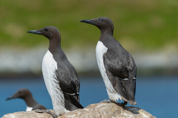 Fototapeta na wymiar Two common murres or common guillemots - Uria aalge - standing on rock with blue water and green grass in background. Photo from Hornoya Island in Norway.