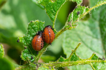 potato cultivation destroyed by larvae and beetles of Colorado potato beetle, Leptinotarsa...