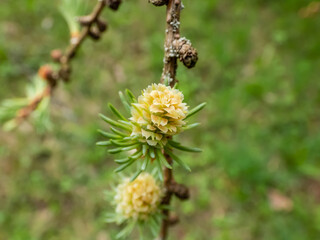 Fototapeta premium The young female cones of the Kurile larch (Larix gmelini var. japonica). The specific variety of the Dahurian larch or Gmelin larch