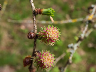 Close-up shot of the pink young female cones of the Japanese larch (Larix kaempferi) appearing in early spring on branches