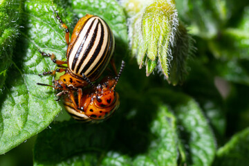 Colorado Potato Striped Beetle - Leptinotarsa Decemlineata Is A Serious Pest Of Potatoes plants