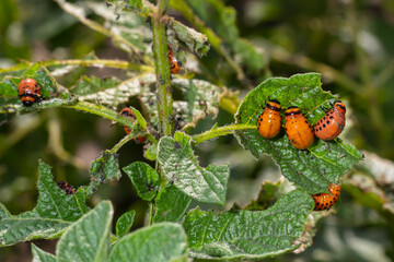 Colorado potato beetle - Leptinotarsa decemlineata on potato bushes. Pest of plants and agriculture. Treatment with pesticides. Insects are pests that damage plants