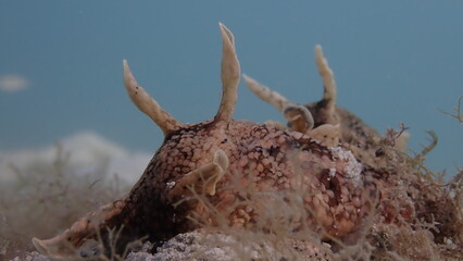 Seaslug Aplysia sp. Cambodia