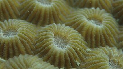 Tropical coral reef