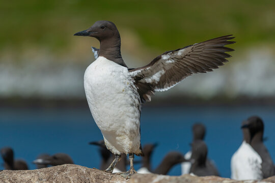 Common murre or common guillemot - Uria aalge with spread wings on cliff. Photo from Hornoya Island in Norway.