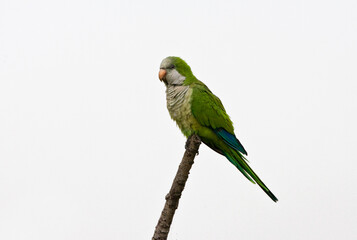 Monk Parakeet, Myiopsitta monachus, perched on a branch