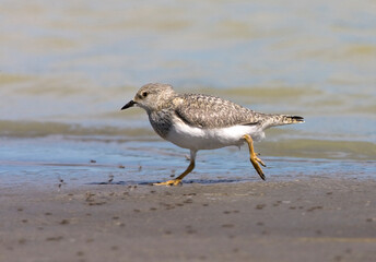 Magelhaenplevier, Magellanic Plover, Pluvianellus socialis