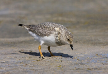  Juvenile Magellanic Plover, Pluvianellus socialis