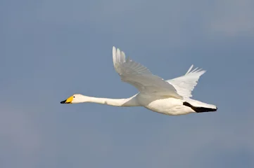 Fototapeten Whooper Swan, Wilde zwaan, Cygnus cygnus © Marc