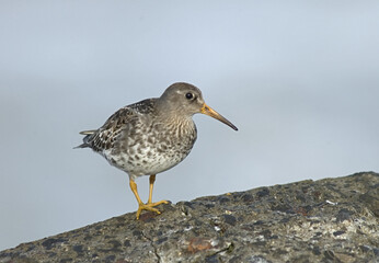 Purple Sandpiper, Paarse Strandloper, Calidris maritima