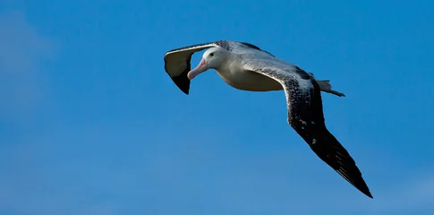 Deurstickers Grote Albatros, Snowy (Wandering) Albatross, Diomedea (exulans) exulans © Marc