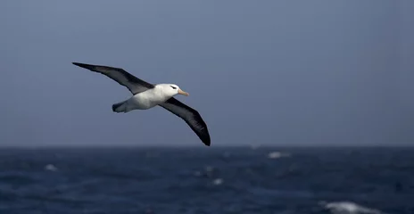 Foto op Aluminium Black-browed Albatross, Wenkbrauwalbatros, Thalassarche melanophrys © Marc