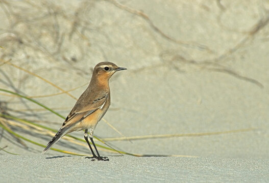 Northern Wheatear, Tapuit, Oenanthe oenanthe