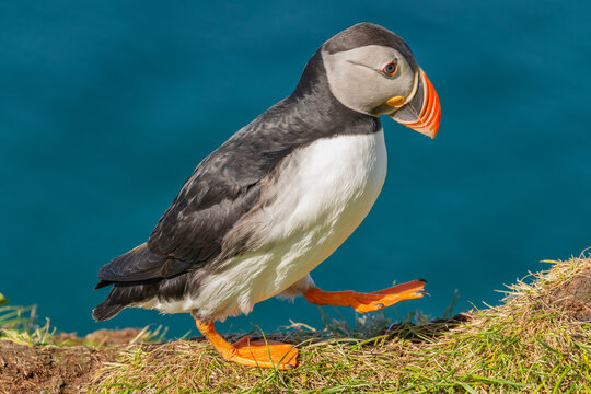 Cute atlantic puffin - Fratercula arctica making the step by walking on green grass on darkblue water of Barents Sea in background. Photo from Hornoya Island at Varanger Penisula in Norway.