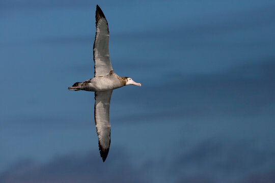 Tristan Albatross, Tristan Albatros, Diomedea Dabbenena