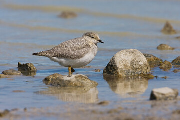 Magelhaenplevier, Magellanic Plover, Pluvianellus socialis