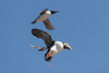 Atlantic puffin - Fratercula arctica - landing on cliff with spread wings with blue sky in background. Photo from Hornoya Island, Varanger Penisula in Norway.