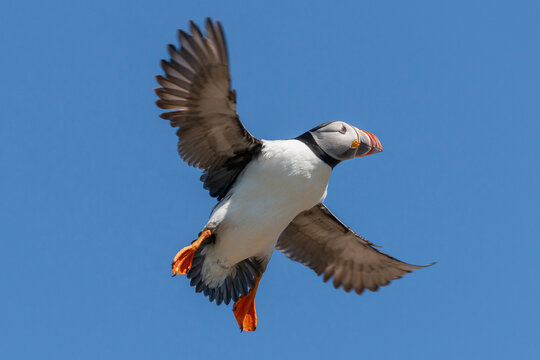 Atlantic puffin - Fratercula arctica - landing on cliff with spread wings with blue sky in background. Photo from Hornoya Island, Varanger Penisula in Norway.