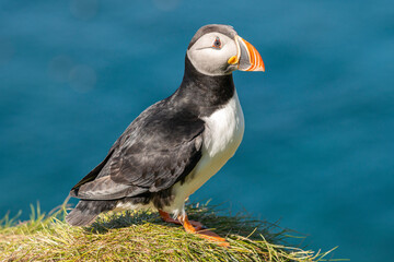 Cute atlantic puffin - Fratercula arctica sitting on grass with  dark blue water of Barents Sea in background. Photo from Hornoya Island at Varanger Penisula in Norway.
