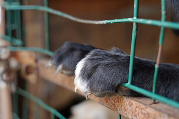 The paws of a dog in a cage. Shelter for dogs