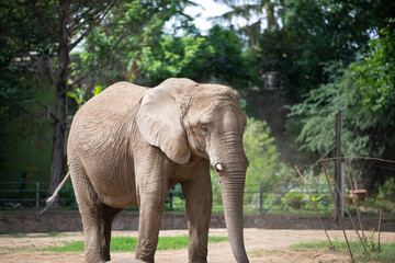 Fototapeta premium Elephant in a zoo
