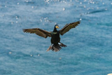 European shag - Gulosus aristotelis - with spread wings in flight landing on cliff on Barents Sea blue water background. Photo from Hornoya Island in Norway.
