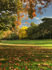 Autumn at a park with green, orange and yellow leaves, full of trees and grass