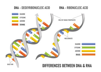 Difference between of DNA and RNA. Structure of DNA and RNA.