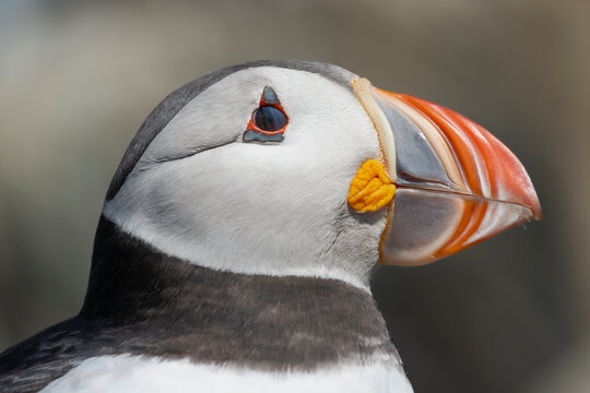 Portait Of Cute Atlantic Puffin - Fratercula Arctica - On Light Brown Rock Background. Photo From Hornoya Island In Norway.