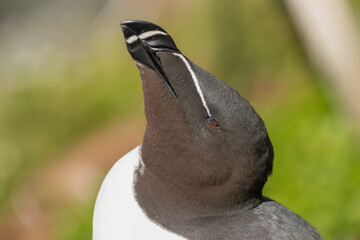Portrait of razorbill - Alca torda - on blue - green background. Photo from Hornoya Island in...