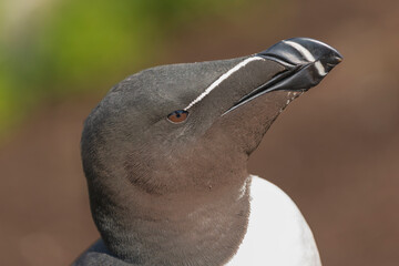 Portrait of razorbill - Alca torda - on blue - green background. Photo from Hornoya Island in...